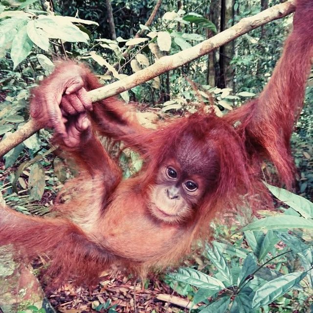 Young orangutan in the Gunung Leuser rainforest